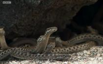 Видео погони десятков голодных змей за ящерицей взорвало интернет